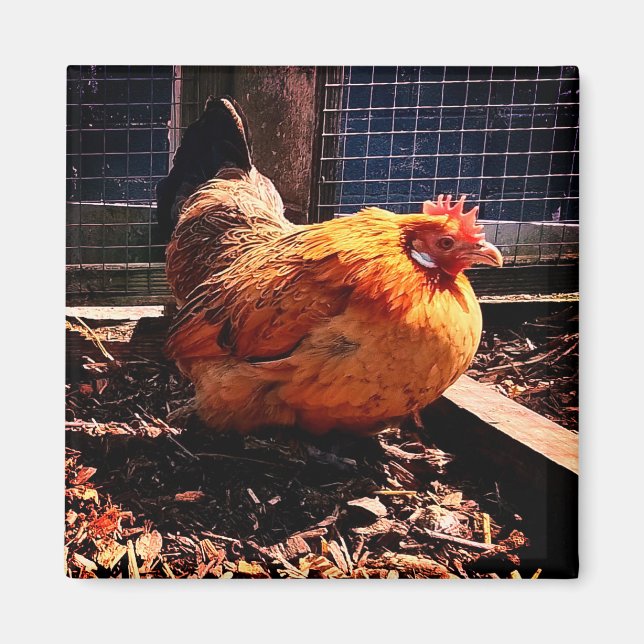 Imã Frango laranja (Frente)