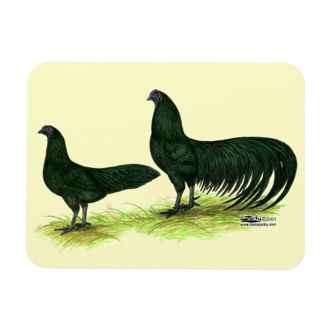 Ímã Frangos Pretos de Sumatra (Horizontal)