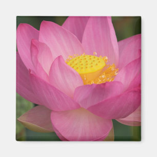 Imã Franklin NC, Jardim da Água de Perry, Lotus 2