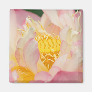 Imã Franklin NC, Jardim d'Água de Perry, Lotus com
