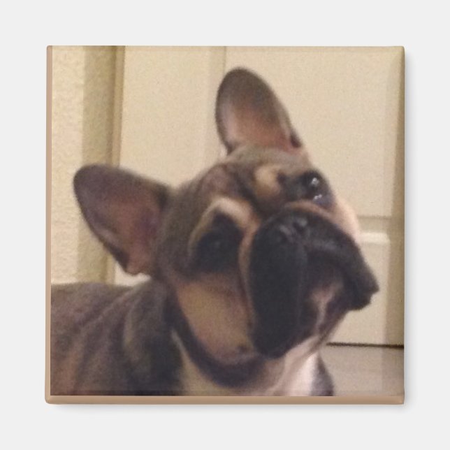 Imã Französische Bulldogge (Frente)
