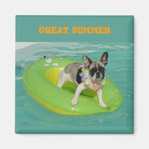 Imã Französische Bulldogge Excelente Verão