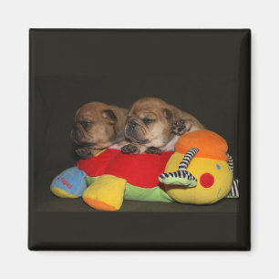 Imã Französische Bulldoggen Welpen Magnet