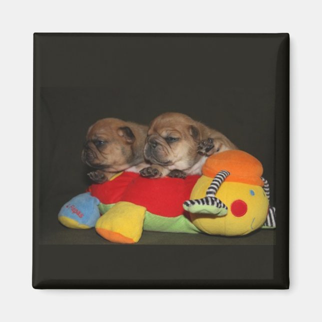 Imã Französische Bulldoggen Welpen Magnet (Frente)