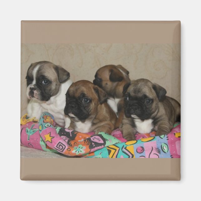 Imã Französische Bulldoggen Welpen Magnet (Frente)