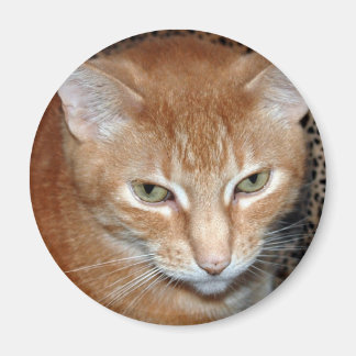 Imã Freddie Magenet