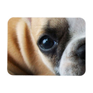 Ímã Frenchton Enrolado Em Frente, Olhos, Nariz