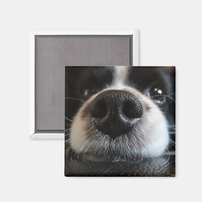 Imã Frente de Collie Nose, Fronteira Corta (Front/Back)