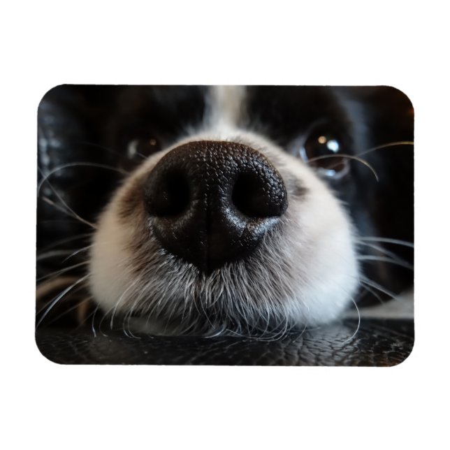 Ímã Frente de Collie Nose, Fronteira Corta (Horizontal)