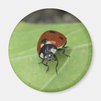 Imã Friendly Ladybug