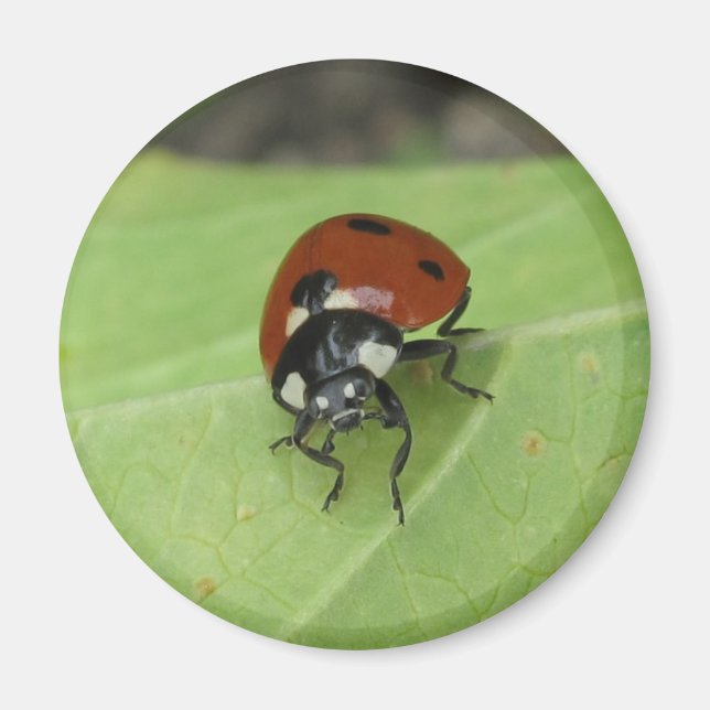 Imã Friendly Ladybug (Frente)