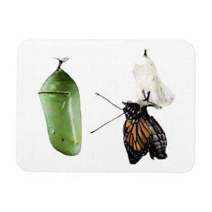 Ímã Frigorífico Magnet Monarch/Chrysalis