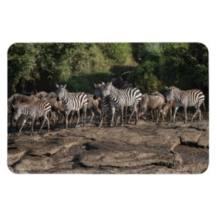 Ímã Frigorífico Magnet O Modelo de Fotografia 4 x 6