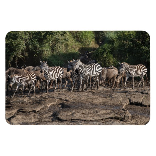 Ímã Frigorífico Magnet O Modelo de Fotografia 4 x 6 (Horizontal)