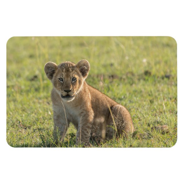 Ímã Frigorífico Magnet O Modelo de Fotografia 4 x 6 (Horizontal)