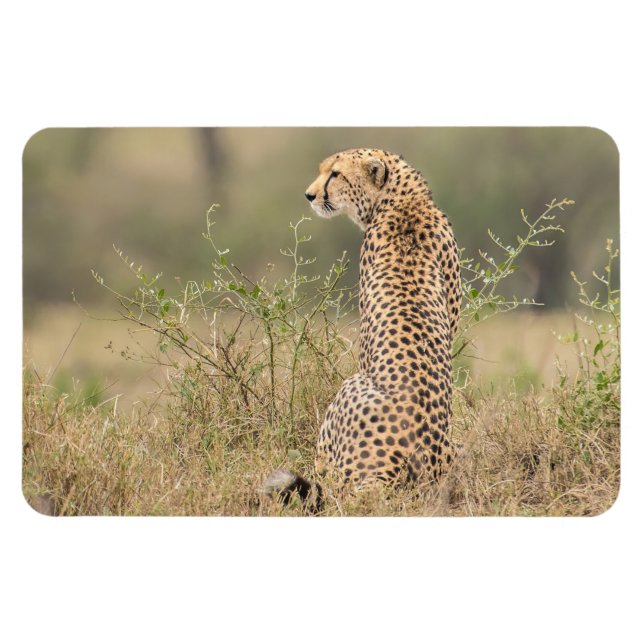 Ímã Frigorífico Magnet O Modelo de Fotografia 4 x 6 (Horizontal)