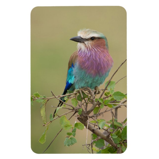 Ímã Frigorífico Magnet O Modelo de Fotografia 4 x 6 (Vertical)