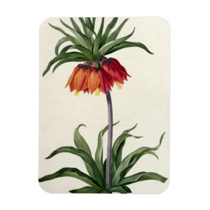 Ímã Fritillaria Imperialis de, "Les Lilacees", 1802-