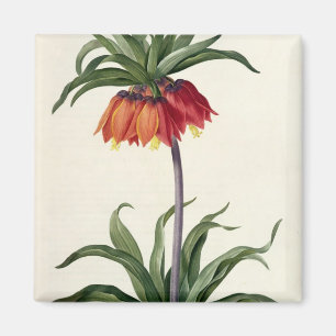 Imã Fritillaria Imperialis de, "Les Lilacees", 1802-