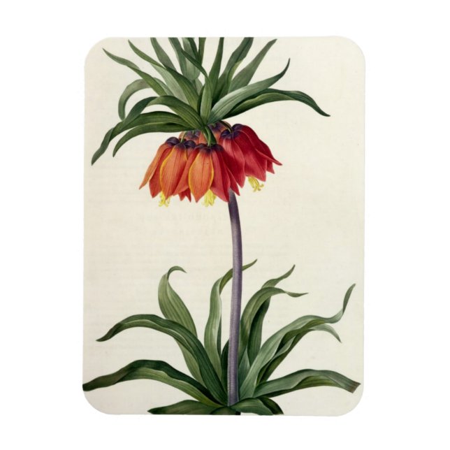 Ímã Fritillaria Imperialis, Les Lilacees, 1802- (Vertical)
