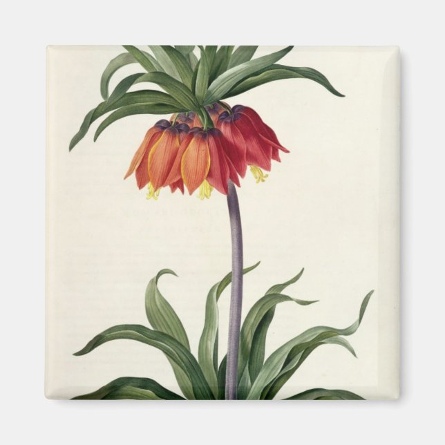 Imã Fritillaria Imperialis, Les Lilacees, 1802- (Frente)