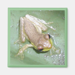 Imã Froglet