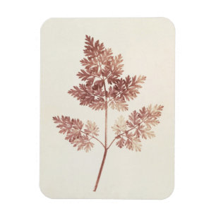 Ímã Frondas das folhas, 1843 (foto de b/w)