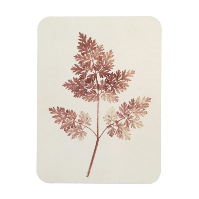 Ímã Fronds of Leaves, 1843 (foto b/w) (Vertical)