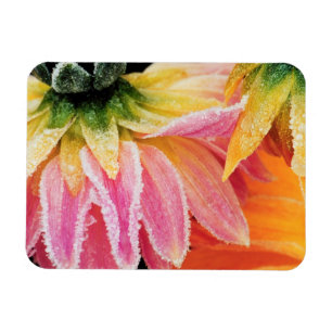 Ímã Frost on the last blooms of the fall - Dalhia -
