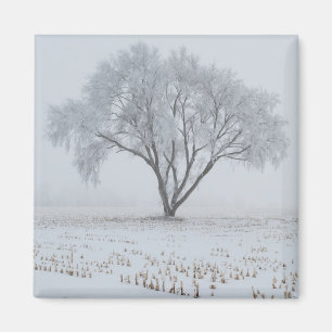 Imã Frost sobre uma árvore Solitário