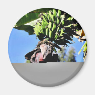 Imã Fruta das bananas