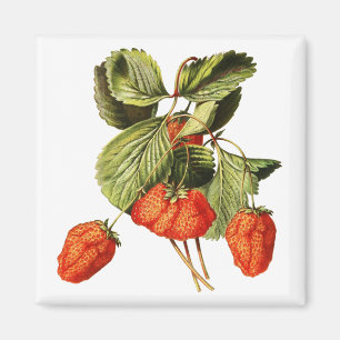 Imã Fruta de morango Ilustração botânica