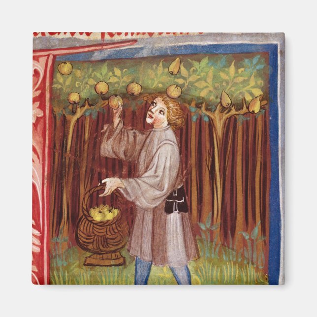 Imã Fruta de separação (Frente)