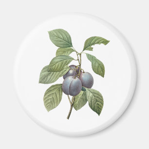 Imã Frutas Alimentícias Antigas, Ameixas de Jardim Rox