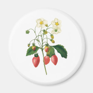 Imã Frutas Vermelhas de Frutas Antigas por Redoute