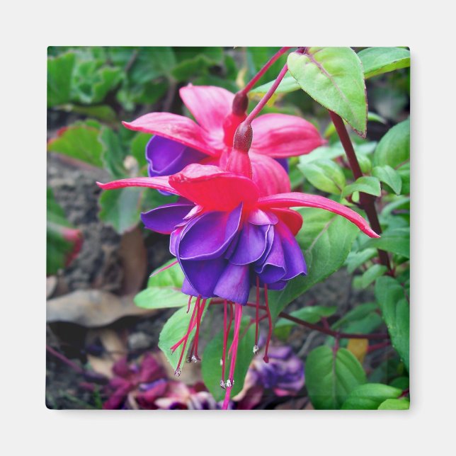 Imã Fuchsia 'Olhos Azuis' (Frente)