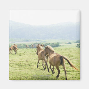 Imã Funcionamento dos cavalos