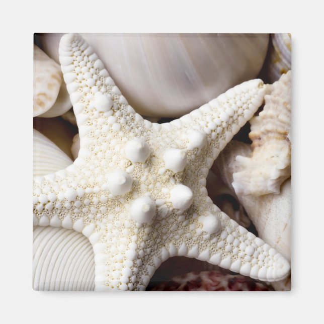 Imã Fundo de Starfish do Sea Shell - Prateleiras (Frente)