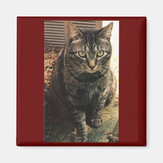 Imã Fundo Tabby Cat Magnet Maroon