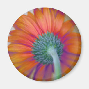 Imã Funky Gerbera