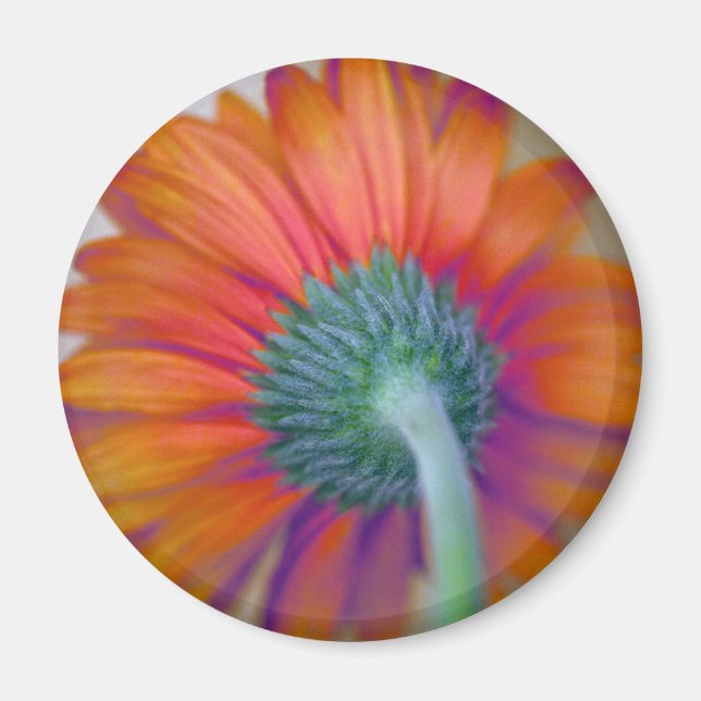 Imã Funky Gerbera (Frente)