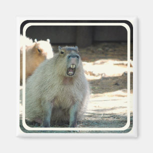 Imã Funny Capybara Magnet