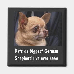 IMÃ FUNNY CHIHUAHUA MAGNET