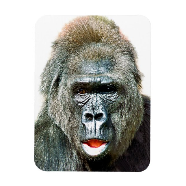 ÍMÃ FUNNY CUTE GORILLA (Vertical)