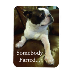 Ímã Funny Farting Boston Terrier Magnet