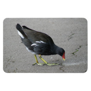 Ímã Funny Moorhen Pegue um Arco Premium Magnet