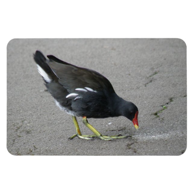 Ímã Funny Moorhen Pegue um Arco Premium Magnet (Horizontal)