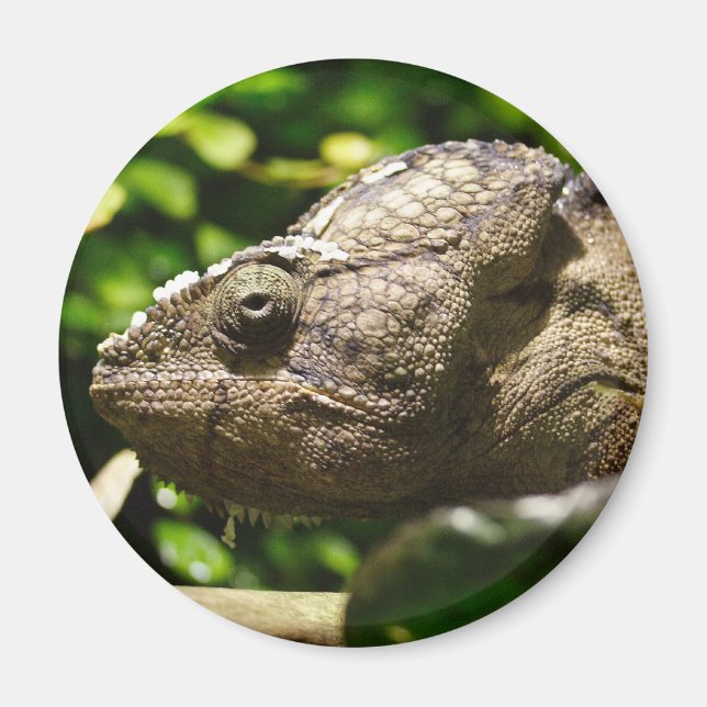 Imã Furcifer oustaleti (Frente)