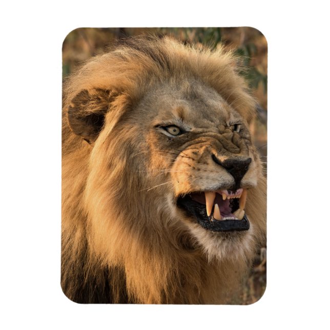 Ímã Furioso Frigorífico do LION Magnet, seu modelo de  (Vertical)