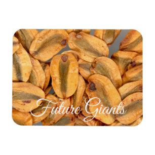 Ímã Futuros Gigantes, Sementes de Sequoias Gigantes